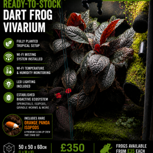 Premium established dart frog vivarium with dark tropical plants, bioactive substrate, Wi-Fi misting system and Orange Panda isopods