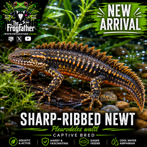 Sharp Ribbed Newt Pleurodeles waltl captive bred new arrival Frogfather UK