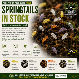 Mixed springtail culture containing yellow, white and orange springtails in a 500cc bioactive culture from Frog Father.