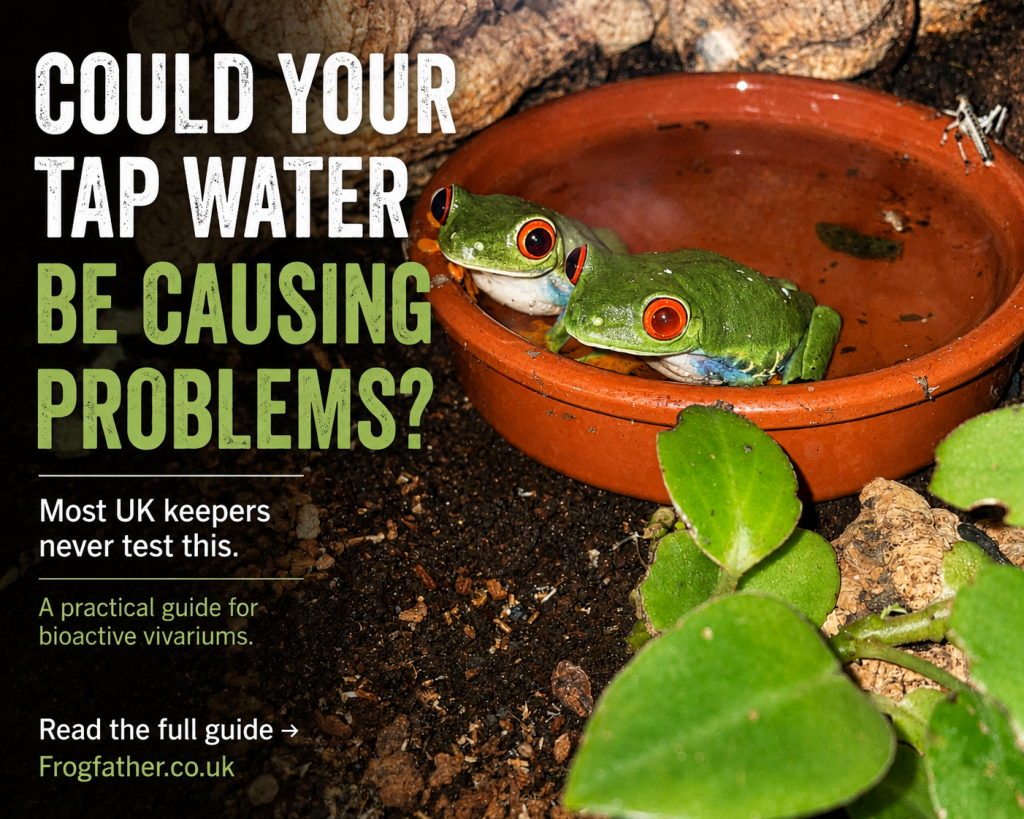 Two red-eyed tree frogs sitting in a terracotta water dish, used to explain how tap water quality can affect amphibians and bioactive vivariums.