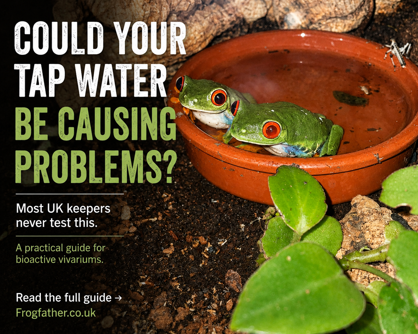 Two red-eyed tree frogs sitting in a terracotta water dish, used to explain how tap water quality can affect amphibians and bioactive vivariums.