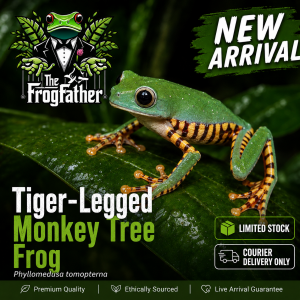 Tiger-Legged Monkey Tree Frog Phyllomedusa tomopterna on a green tropical leaf with new arrival and courier delivery only text