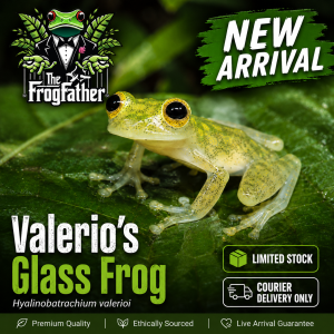 Valerio’s Glass Frog Hyalinobatrachium valerioi on a green leaf