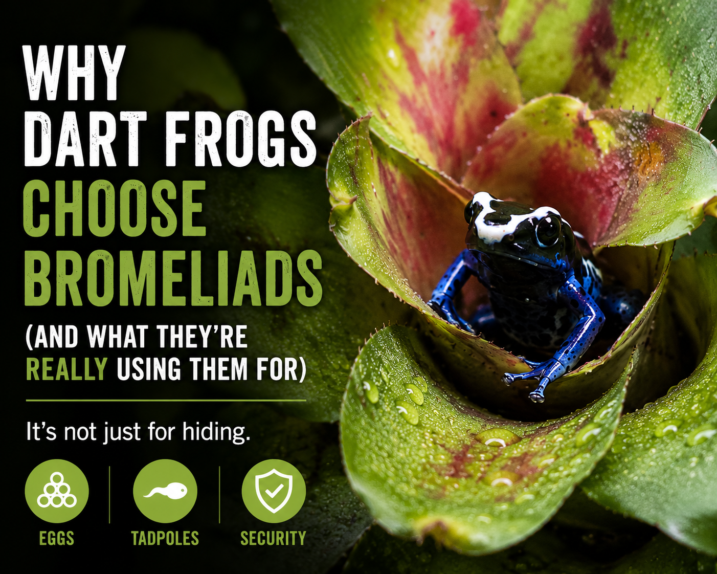 Dart frog sitting inside a bromeliad, showing how dart frogs use bromeliads for security, eggs, tadpoles and natural behaviour in bioactive vivariums.