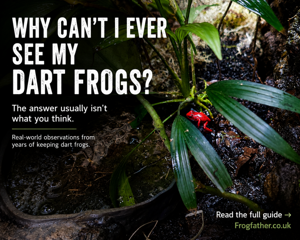 Captive-bred red dart frog visible amongst tropical plants in a bioactive vivarium demonstrating how security and enclosure design influence dart frog behaviour.
