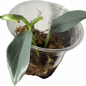 Established rooted Cebu Blue pothos cutting with metallic blue-green leaf for a tropical terrarium