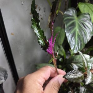Rooted Dragon’s Tongue terrarium plant with narrow green leaves and purple undersides