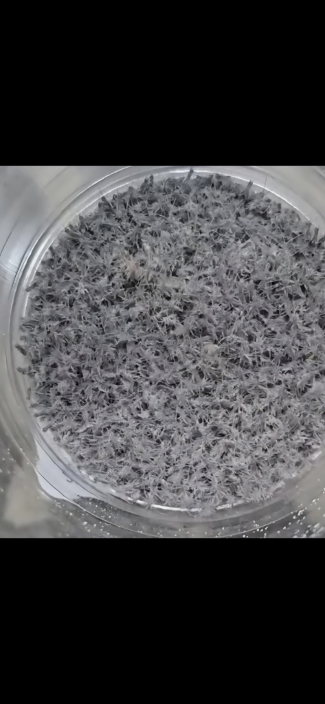 A CLOSE UP PF MICRO CRICKETS DUSTED WITH SUPPLIMENTS