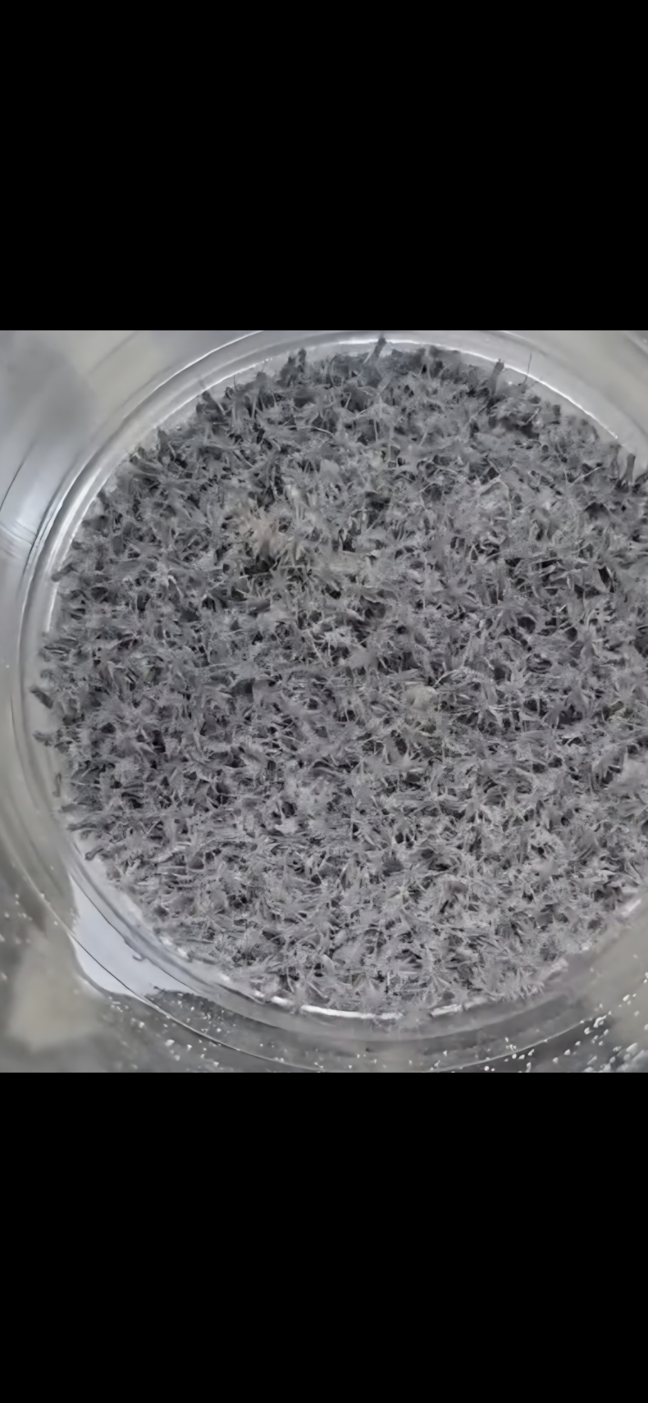 A CLOSE UP PF MICRO CRICKETS DUSTED WITH SUPPLIMENTS
