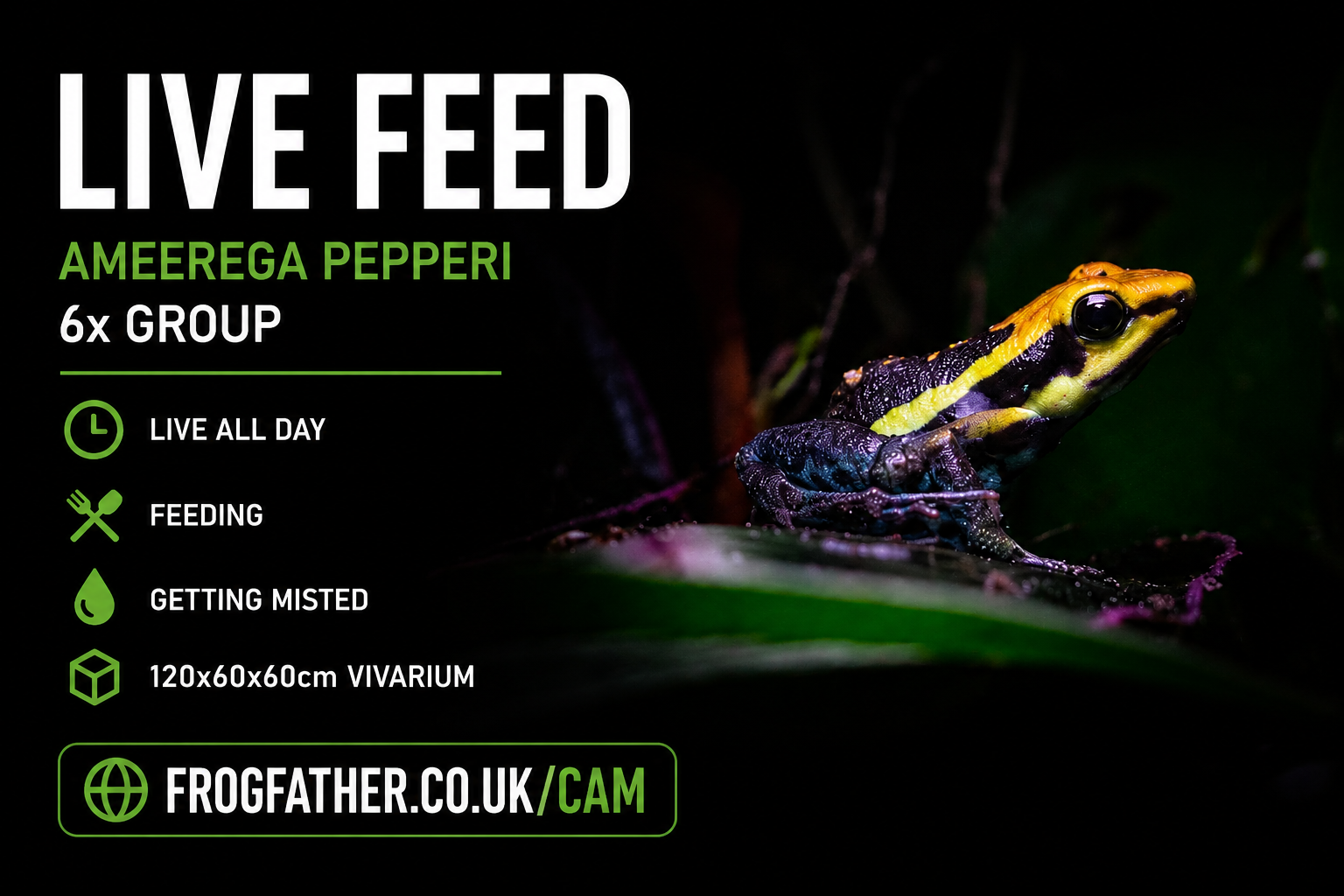 Live webcam showing six Ameerega pepperi poison dart frogs in a 120 x 60 x 60 cm bioactive vivarium at FrogFather.