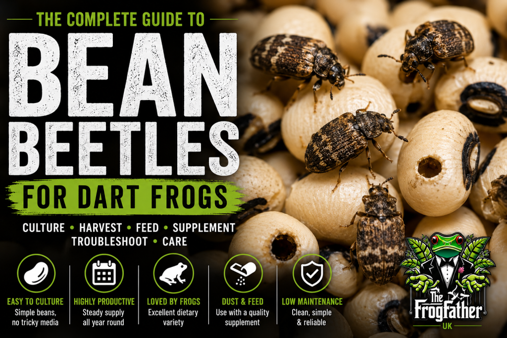Adult bean beetles on black-eyed beans used as live food for captive dart frogs.
