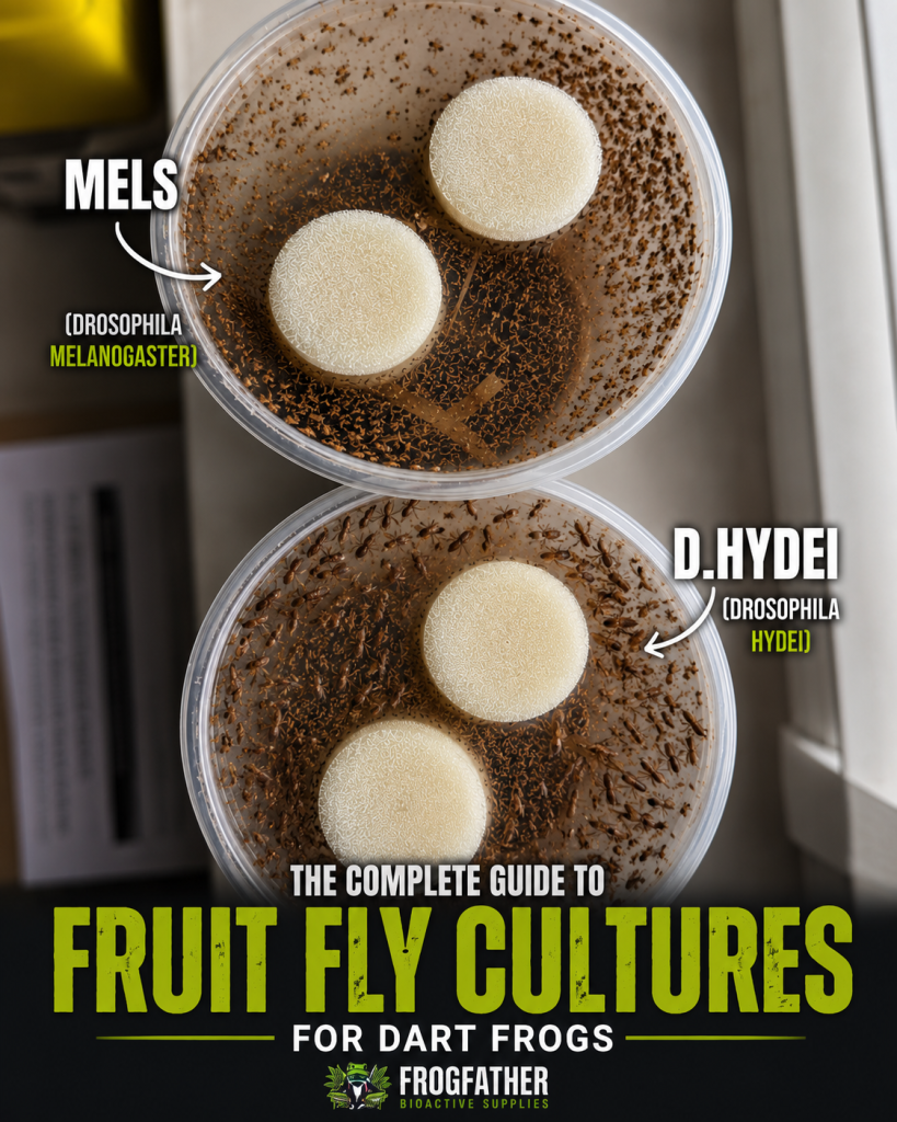 Comparison of Drosophila melanogaster and Drosophila hydei fruit fly cultures used to feed captive dart frogs.