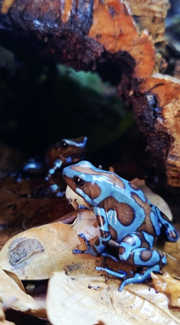 Adult breeding pair of Dendrobates auratus Highland Bronze dart frogs resting together in a mature bioactive vivarium.
