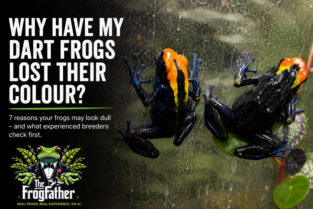Two captive-bred dart frogs displaying vibrant orange, yellow and blue colours on a vivarium glass panel, illustrating a guide to colour loss and dart frog health.