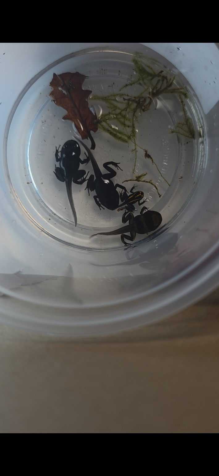 Captive-bred dart frog froglets and late-stage tadpoles completing metamorphosis inside a grow-out container with Java moss and Indian almond leaf.