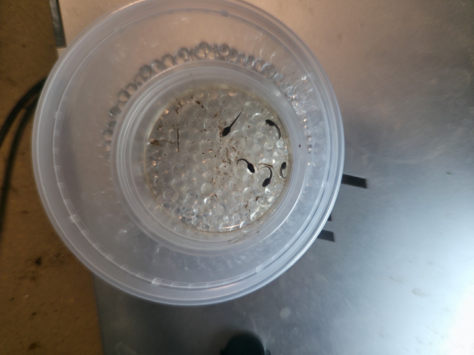 Newly hatched captive-bred dart frog tadpoles shortly after emerging from their eggs in an individual incubation container.