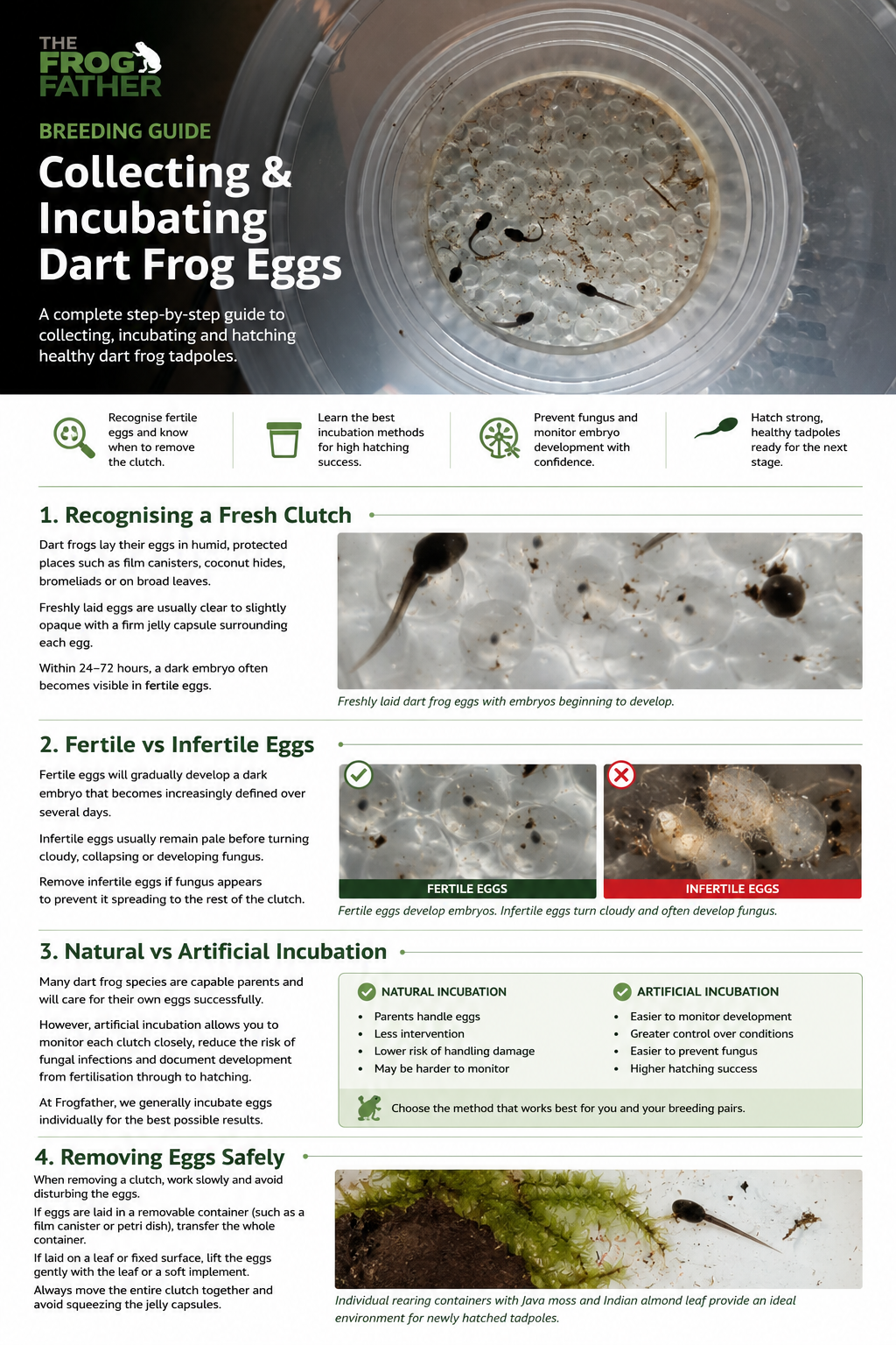 Newly hatched captive-bred dart frog tadpoles shortly after emerging from their eggs inside an incubation container.