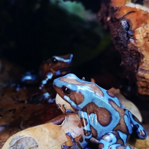 Adult pair of Dendrobates auratus Highland Bronze dart frogs