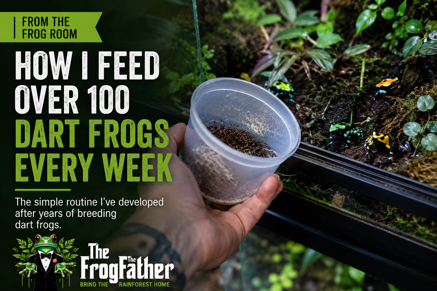 Fruit flies prepared for feeding captive-bred dart frogs using a simple, consistent supplementation routine in the Frogfather breeding room.