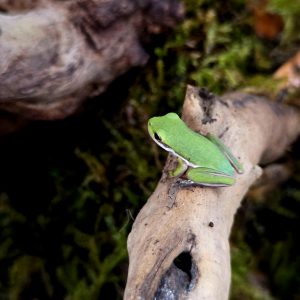 Juvenile Hyla cinerea (American green tree frog) perched on a branch in a planted bioactive vivarium.