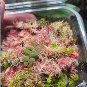 Healthy rooted Marcgravia Bronze cutting with bronze juvenile foliage growing in sphagnum moss for tropical vivariums.