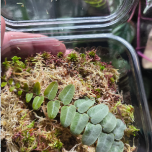 Healthy rooted Marcgravia cutting growing in sphagnum moss, ideal for tropical vivariums and bioactive terrariums.