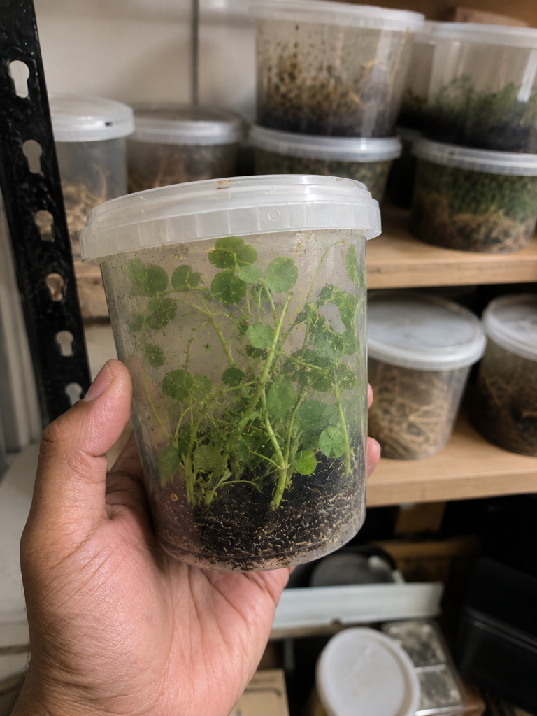 The Complete Guide to Pea Aphids for Dart Frogs Knowledge Base Frogfather