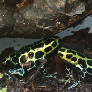 Pair of adult Ranitomeya variabilis Southern dart frogs in a planted bioactive vivarium