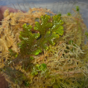 Selaginella Bronze Spike Moss | Vivarium Plant UK