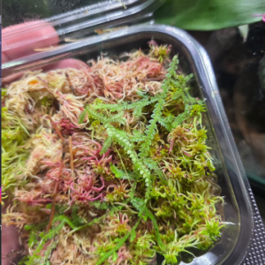 Healthy rooted Selaginella Serpentine cutting growing in sphagnum moss for tropical vivariums.