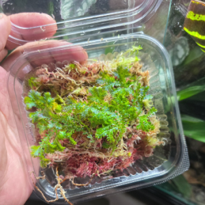 Healthy rooted Selaginella uncinata (Peacock Moss) showing iridescent blue-green foliage for tropical vivariums.