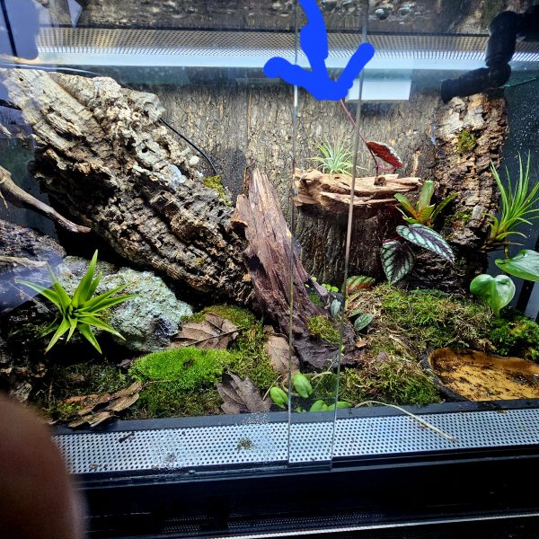 Custom-Built Bioactive Euro Vivarium – Commission Your Own Design - Image 7