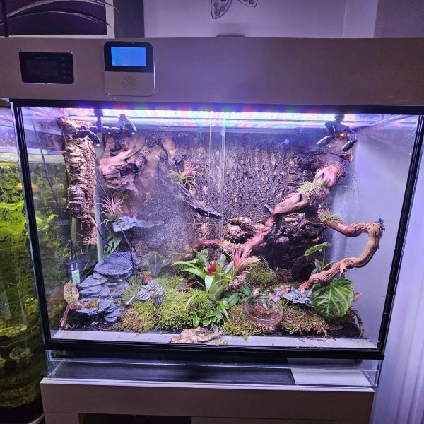 Custom-Built Bioactive Euro Vivarium – Commission Your Own Design - Image 5