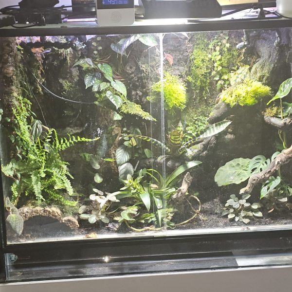 Custom-Built Bioactive Euro Vivarium – Commission Your Own Design - Image 8