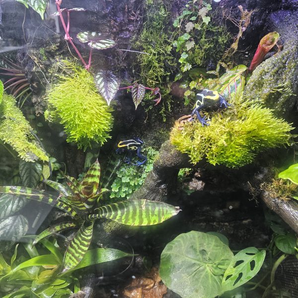 Custom-Built Bioactive Euro Vivarium – Commission Your Own Design - Image 4