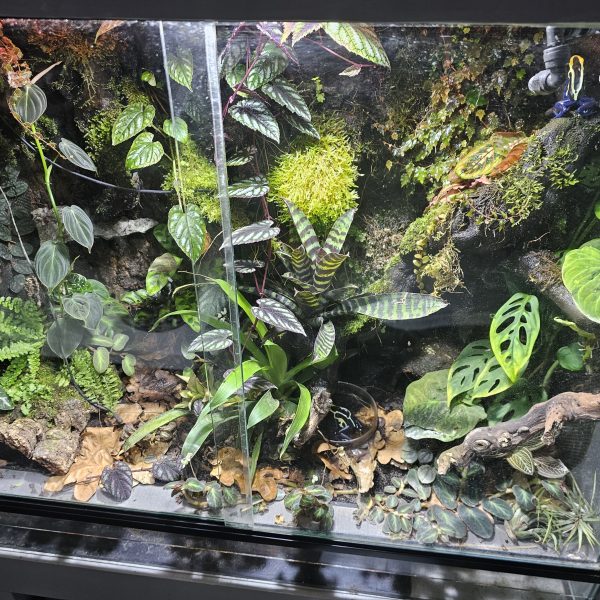 Custom-Built Bioactive Euro Vivarium – Commission Your Own Design - Image 14