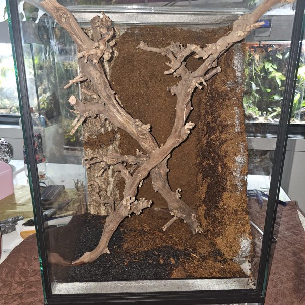 Custom-Built Bioactive Euro Vivarium – Commission Your Own Design - Image 15