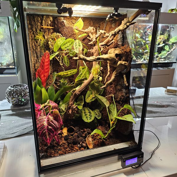 Custom-Built Bioactive Euro Vivarium – Commission Your Own Design - Image 2