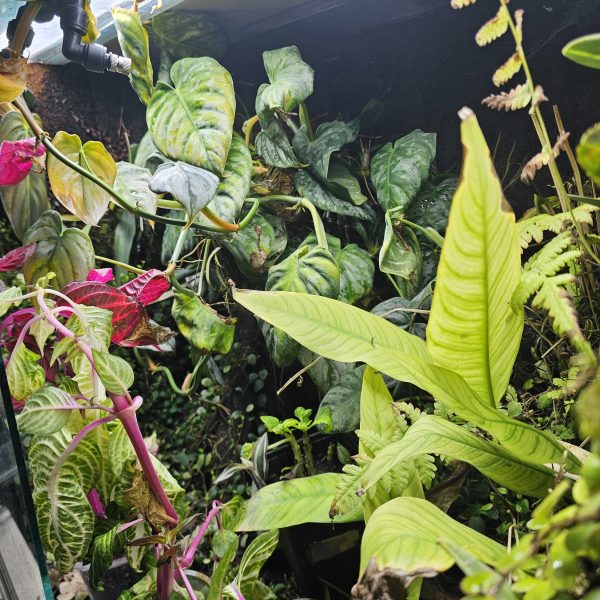 Custom-Built Bioactive Euro Vivarium – Commission Your Own Design - Image 3