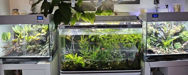 Custom-Built Bioactive Euro Vivarium – Commission Your Own Design - Image 11