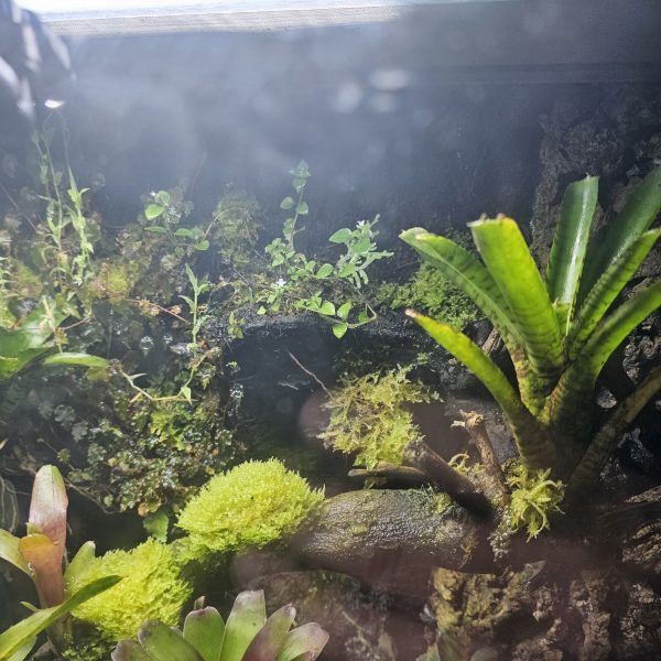Custom-Built Bioactive Euro Vivarium – Commission Your Own Design - Image 9