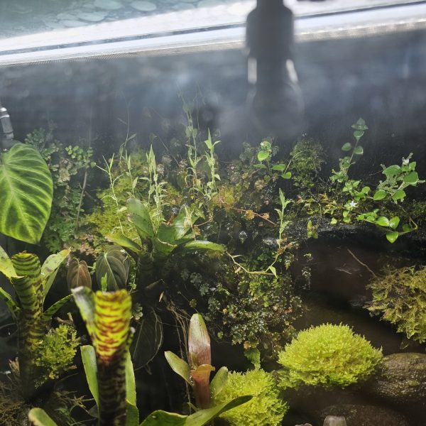 Custom-Built Bioactive Euro Vivarium – Commission Your Own Design - Image 6