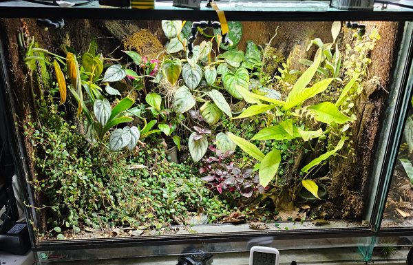 Custom-Built Bioactive Euro Vivarium – Commission Your Own Design - Image 10