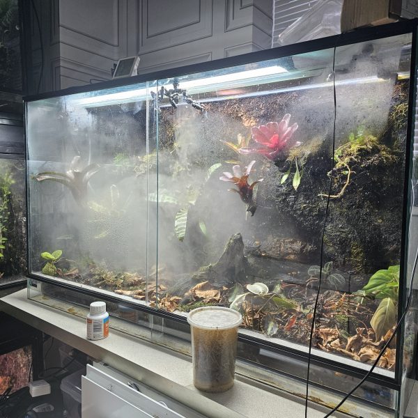 Custom-Built Bioactive Euro Vivarium – Commission Your Own Design - Image 13