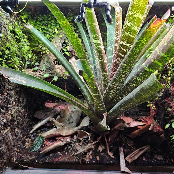 Custom-Built Bioactive Euro Vivarium – Commission Your Own Design - Image 16