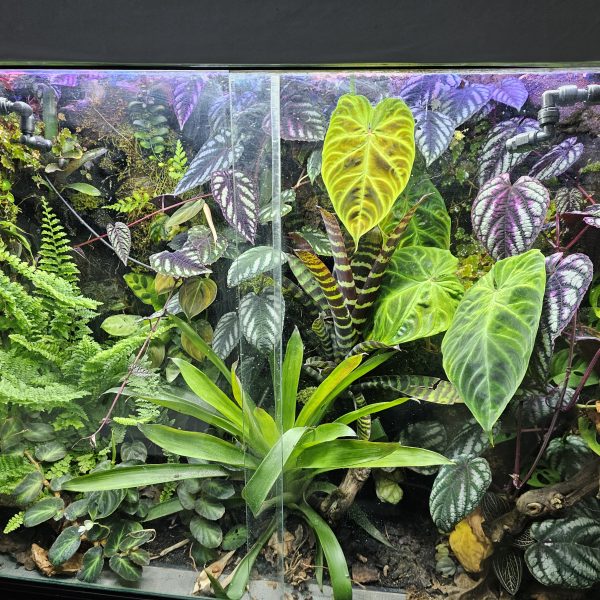 Custom-Built Bioactive Euro Vivarium – Commission Your Own Design - Image 12