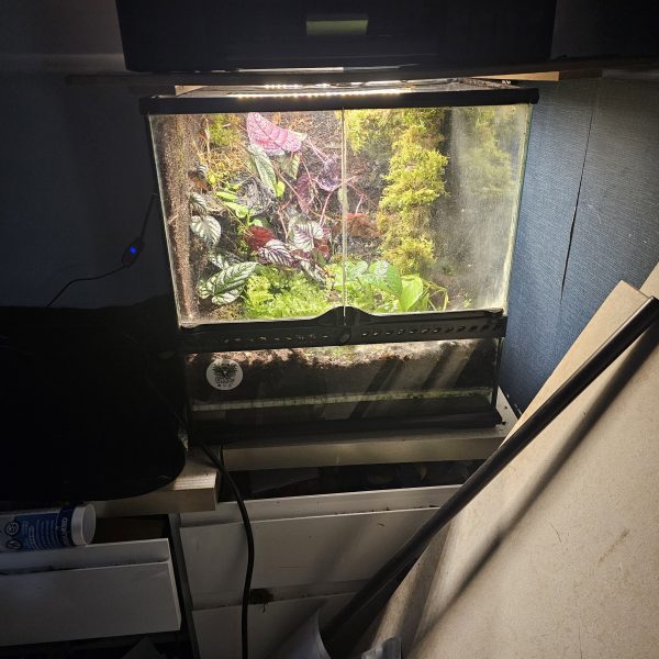Custom-Built Bioactive Euro Vivarium – Commission Your Own Design - Image 17