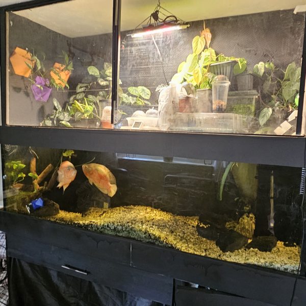 Custom-Built Bioactive Euro Vivarium – Commission Your Own Design - Image 20