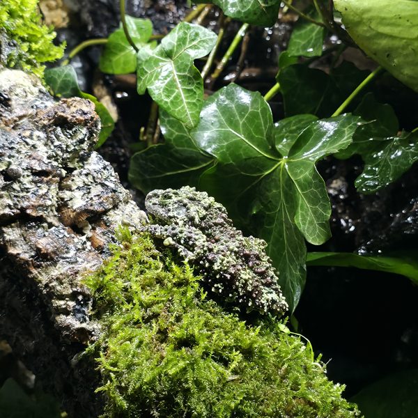 Custom-Built Bioactive Euro Vivarium – Commission Your Own Design - Image 19