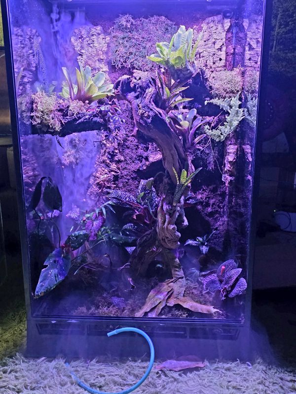 Custom-Built Bioactive Euro Vivarium – Commission Your Own Design - Image 18